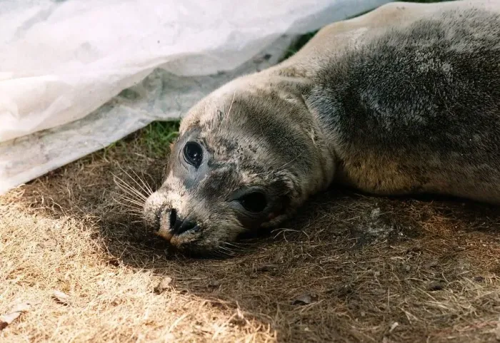 Framed Print : The appealing eyes of Peeps the baby seal rescued from a Norfolk beach circa 1989 Framed Print : The appealing eyes of Peeps the baby seal rescued from a Norfolk beach circa 1989