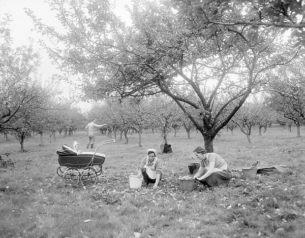Apple picking time - and while mother works baby enjoys the country air