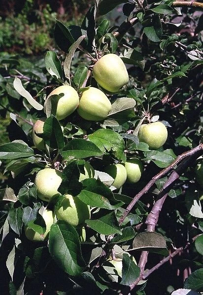 Apple Tree - Italy Food Apples