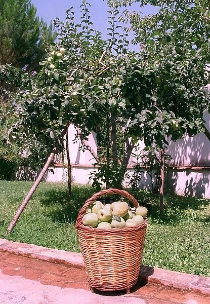 Apples Italy Apple Tree