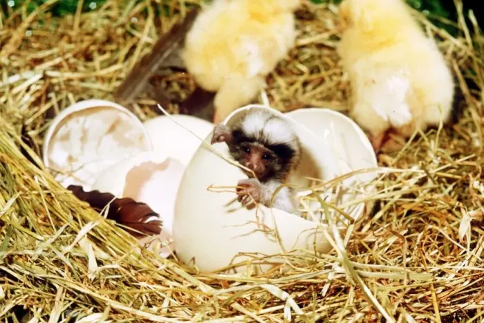 Framed Print : April Fool joke The Chickpanzee a small Monkey hatching from an egg Framed Print : April Fool joke The Chickpanzee a small Monkey hatching from an egg