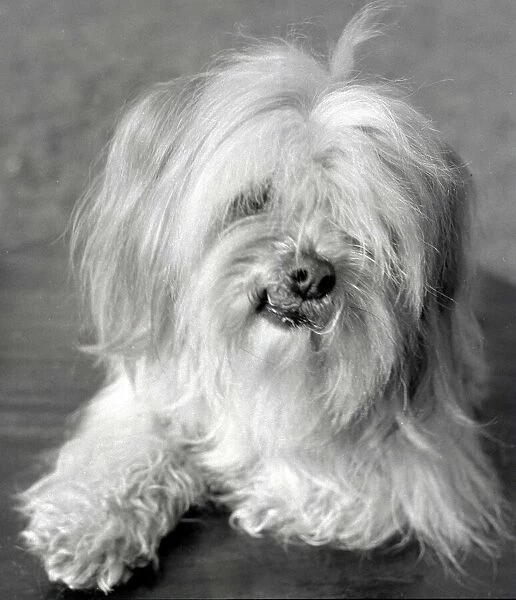 An Apso a Tibetan breed of dog Animal small little lap dog February 1959