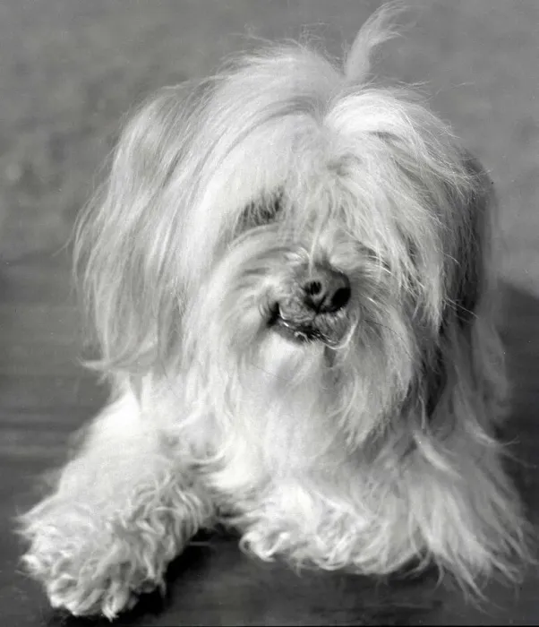 Framed Print : An Apso a Tibetan breed of dog Animal small little lap dog February 1959 Framed Print : An Apso a Tibetan breed of dog Animal small little lap dog February 1959