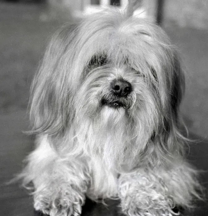 Framed Print : Apso a Tibetan breed of dog Animal small little sweet tiny lap dog February