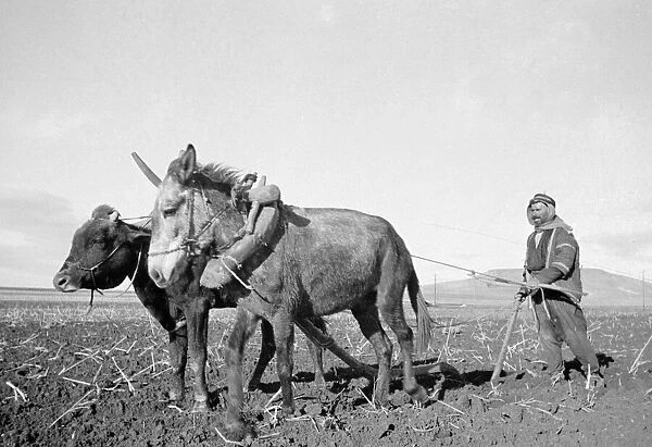 Arab farmer seen here ploughing with a primitive plough near to Jerusalem circa 1935