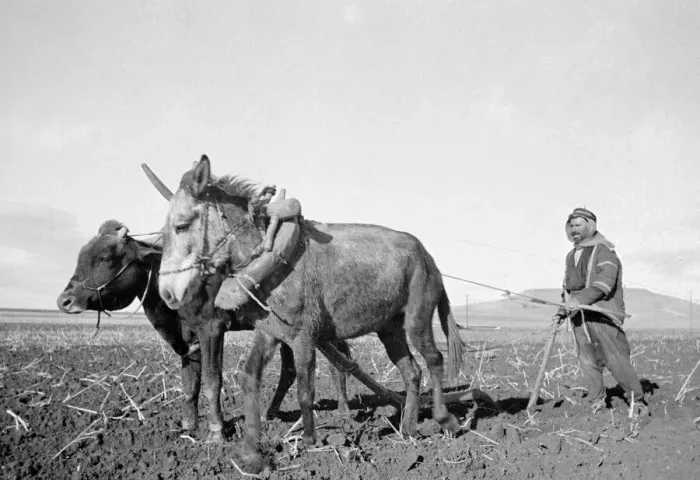 Framed Print : Arab farmer seen here ploughing with a primitive plough near to Jerusalem circa 1935 Framed Print : Arab farmer seen here ploughing with a primitive plough near to Jerusalem circa 1935