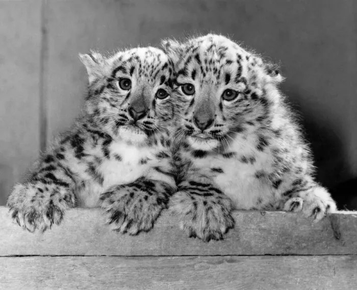 Framed Print : The Arctic weather is no joke - even these twin snow leopards are having to cuddle up to