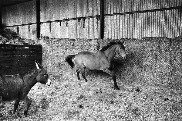 Arkle and companion donkey 'Nellie', convalecing in barn at Bryanstown Farm