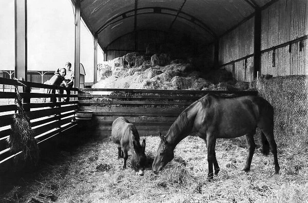 Arkle and companion donkey -Nellie', convalecing in barn at Bryanstown Farm