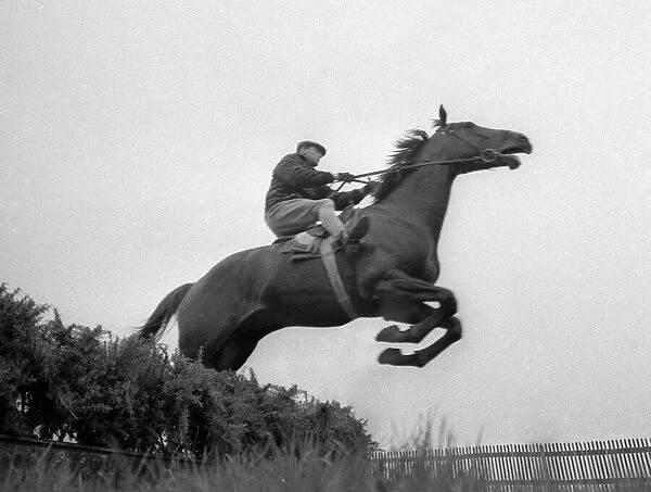 Arkle seen training for the 1966 Cheltenham Gold Cup - March 1966