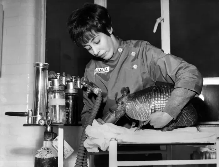 Framed Print : Armour-Plated Patient: Albert the armour-plated armadillo was in poor shape when he flew