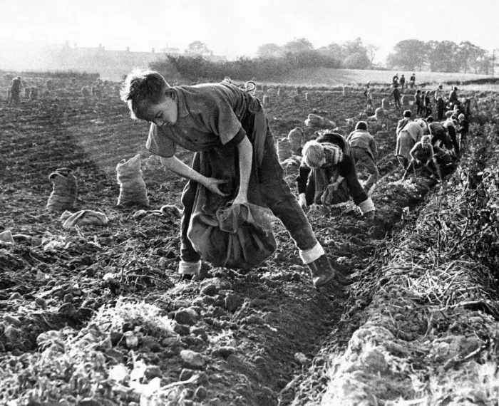 Framed Print : An army of people potato or tattie picking on a farm at Pity Me in October 1962