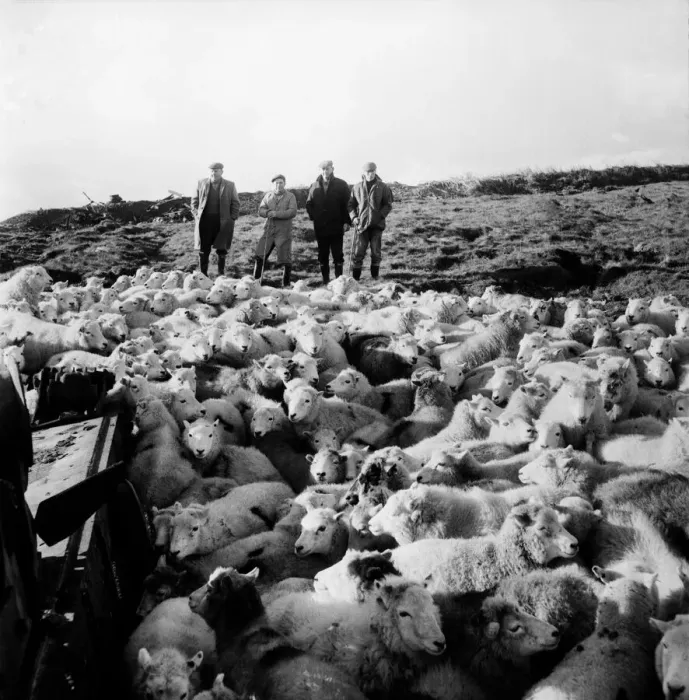 Framed Print : The Army threw open its 6, 000 acre, tank range at Castle Martin, Pembs
