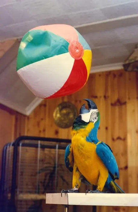 Framed Print : Arnie the footballing Macaw Framed Print : Arnie the footballing Macaw