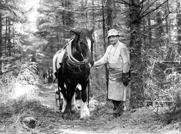 Framed Print : Arthur the carthorse hauling felled timber through tightly packed forest with his owner Framed Print : Arthur the carthorse hauling felled timber through tightly packed forest with his owner