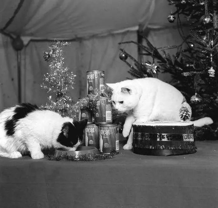 : Arthur the cat well known for his T. V commercial sharing his food under : Arthur the cat well known for his T. V commercial sharing his food under