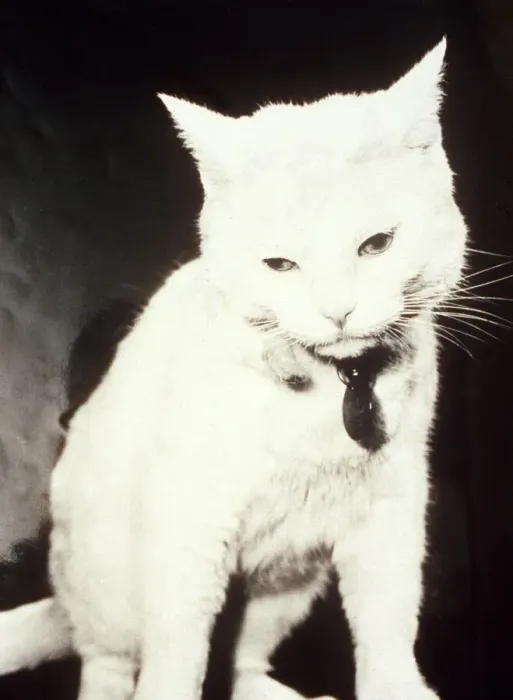 Framed Print : Arthur the White Cat - October 1995 who featured in TV ads Framed Print : Arthur the White Cat - October 1995 who featured in TV ads