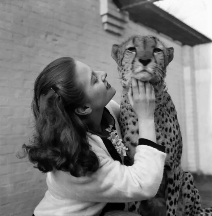 Framed Print : Artist Pat Larter with a leopard during a visit to the Zoo Framed Print : Artist Pat Larter with a leopard during a visit to the Zoo