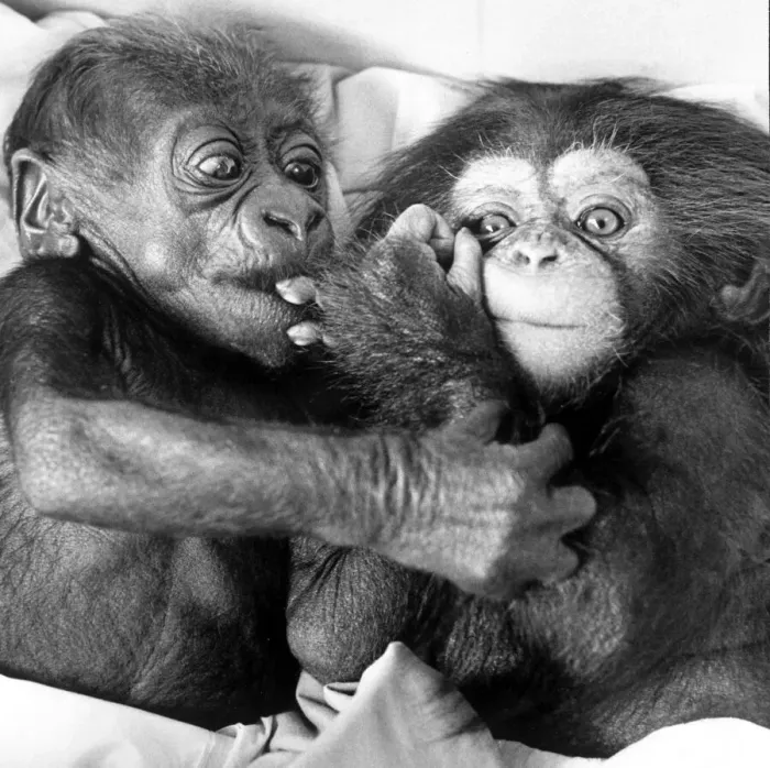 Framed Print : Asante the baby gorilla(left) and Becky the baby chimpanzee are best buddies at Twycross