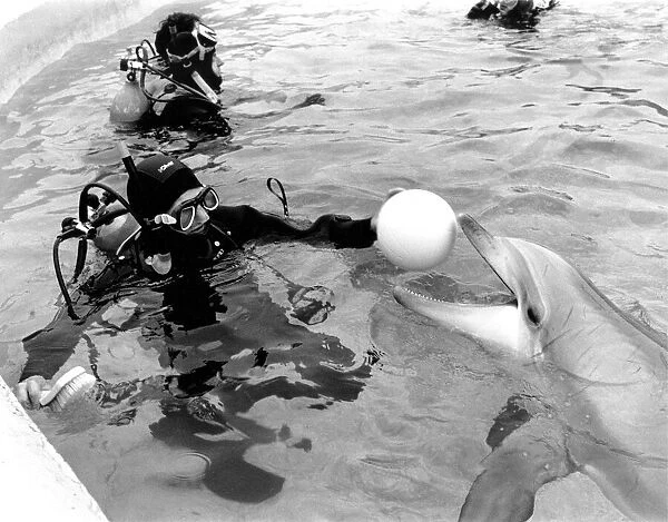 The Ashington divers in the pool with dolphins at Flamingoland