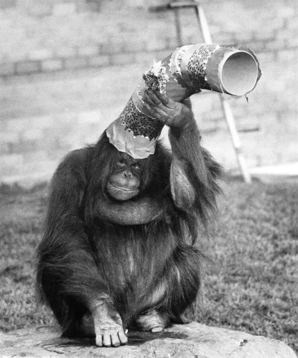 Framed Print : Asimat the orang-utan belied her gloomy expression and brought out smiles on the faces of Framed Print : Asimat the orang-utan belied her gloomy expression and brought out smiles on the faces of