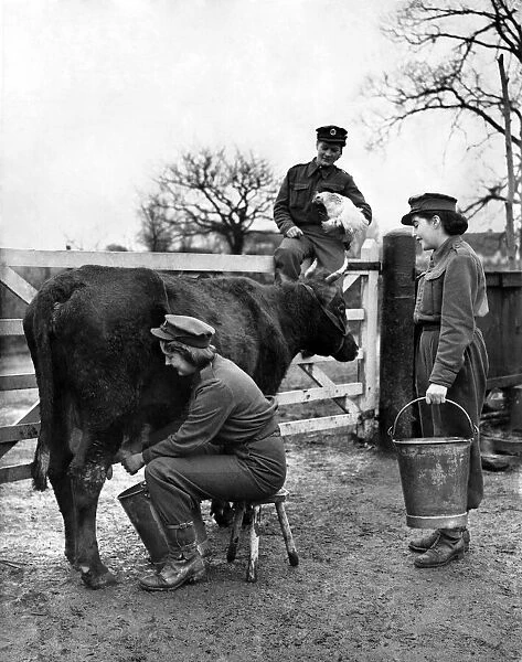 An ATS girl milking 'Mildred'the cow. Feburary 1943 P010179