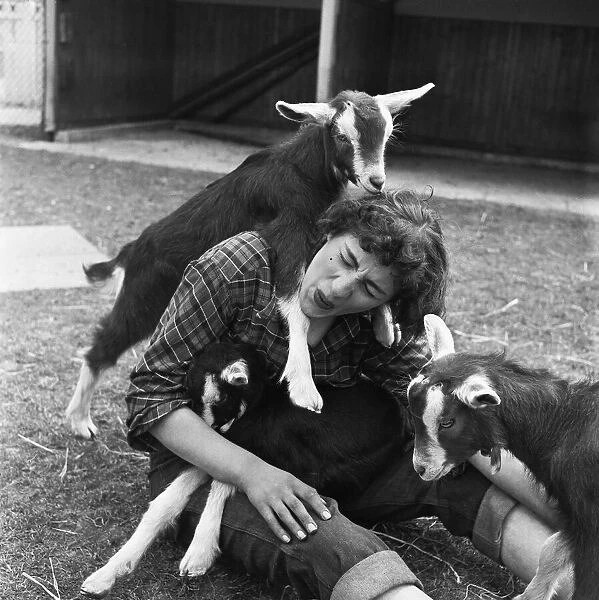 Attendant with young goats at the Childrens Pets Corner, Festival Gardens
