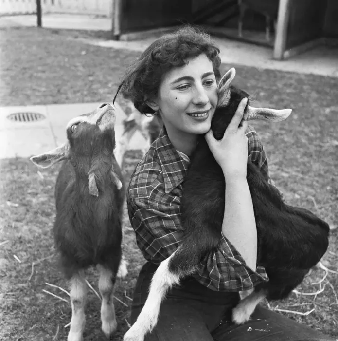 Framed Print : Attendant with young goats at the Childrens Pets Corner, Festival Gardens Framed Print : Attendant with young goats at the Childrens Pets Corner, Festival Gardens