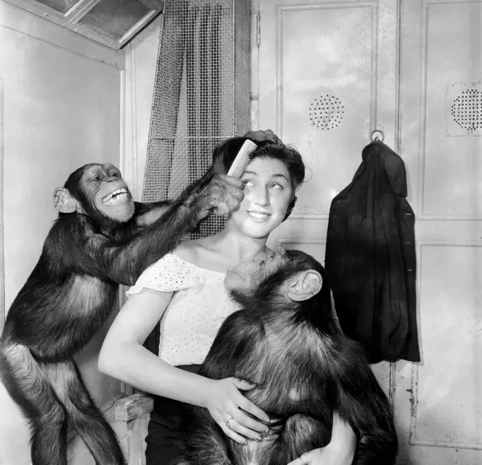 Framed Print : Attractive Elvira Sciplini wife of the Chimps trainer with Bertram Mills Framed Print : Attractive Elvira Sciplini wife of the Chimps trainer with Bertram Mills