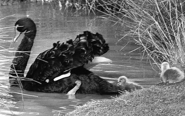 An Australian Black Swan takes her cygnets for their first swim