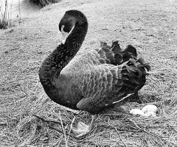 An Australian Black Swan taking a break from sitting on the nest