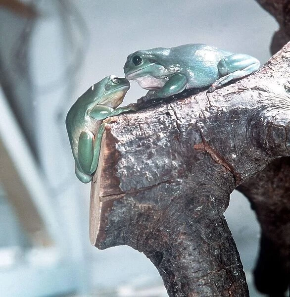 Australian Tree Frogs February 1980