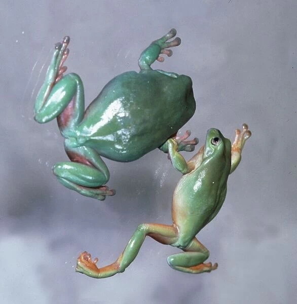 Australian Tree Frogs kissing on a branch February 1980