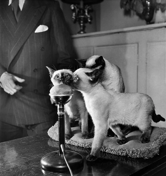 Author Billy Thatcher and Shelagh Fraser with T. V. Siamese Cat 'Tai-Lu'