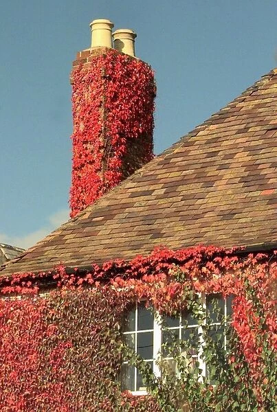 Autumn coloured ivy clings to a chimney post on one of the houses in Broadwas