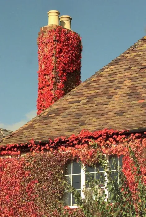 Framed Print : Autumn coloured ivy clings to a chimney post on one of the houses in Broadwas