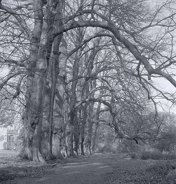 Autumn wood scene at Berkhampstead Park Circa 1958
