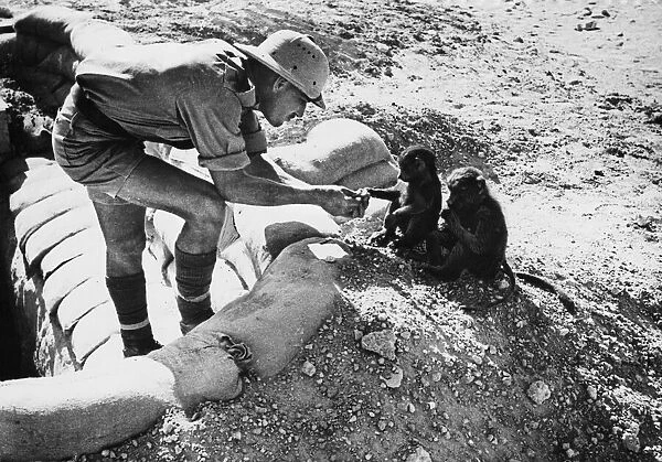 Baboon mascots in a South African camp in the Western Desert during the Second World War