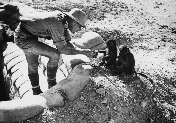 Framed Print : Baboon mascots in a South African camp in the Western Desert during the Second World War