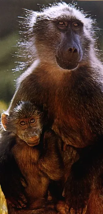 Framed Print : Baboons caught in wild and sold in britain for experiments October 1991