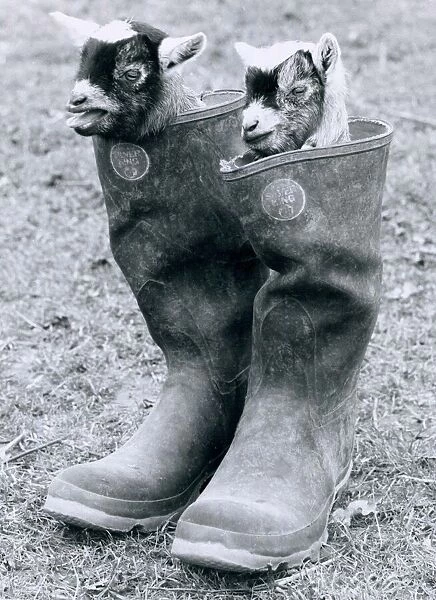 Two Baby African Pygmy Goats (Kids) sit inside a pair of Wellington Boots