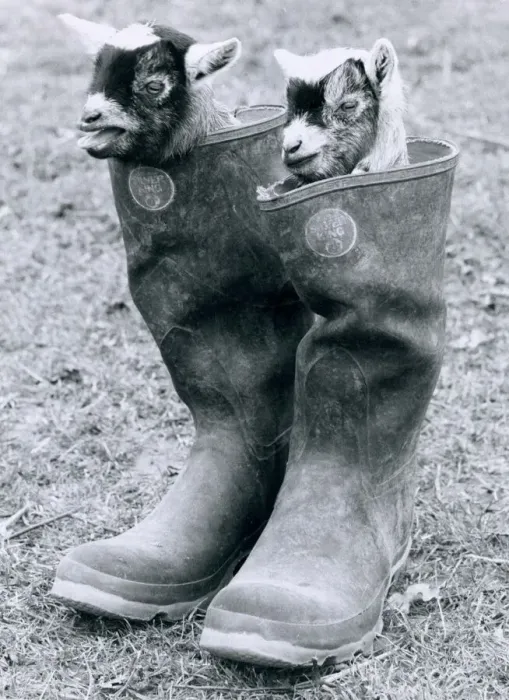 Framed Print : Two Baby African Pygmy Goats (Kids) sit inside a pair of Wellington Boots