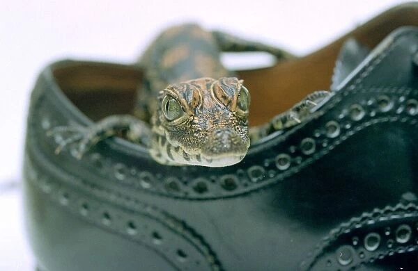 A baby Alligator rests in a shoe at Bristol Zoo November 1997