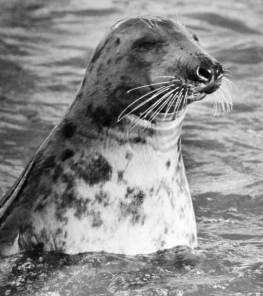 A baby Atlantic Seal enjoys a dip in the pool at Twycross Zoo. November 1979