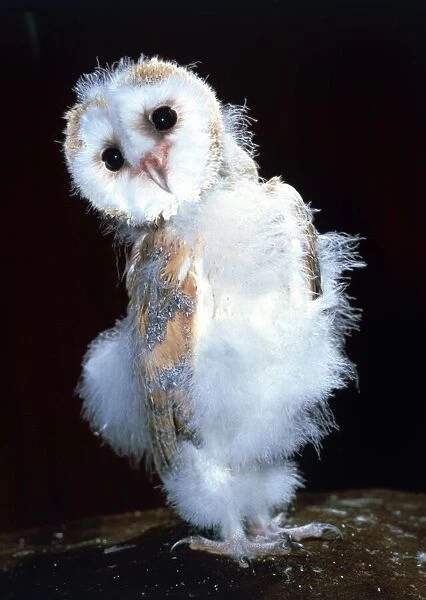 Baby Barn owl at Heritage Wildlife Centre in west Sussex Middleton on sea