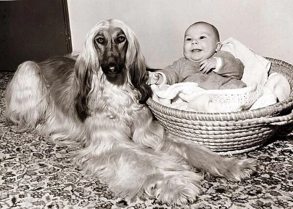 A baby in a basket gurgles and laughs as a long haired Afghan Hound dog keeps watch