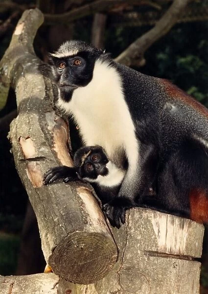 Baby Bilbo is one of Port Lympne Zoo Parks Diana Monkeys. Born on 5th May 88