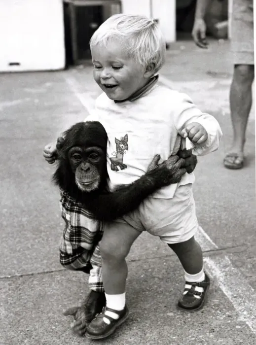 Framed Print : Baby Carl and Fibber McGhee the Chimpanzee - September 1969 Junior member of Framed Print : Baby Carl and Fibber McGhee the Chimpanzee - September 1969 Junior member of