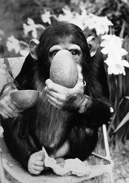 Baby chimpanzee at Twycross Zoo enjoying an Easter Egg. April 1984