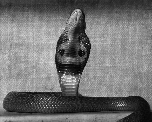 A Baby Cobra snake. September 1953